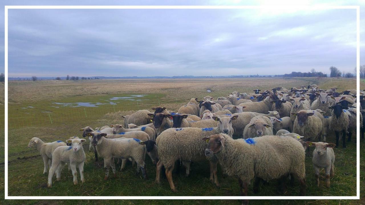 Odyssee Gite Sur Peniche Saint-Valery-sur-Somme Bagian luar foto